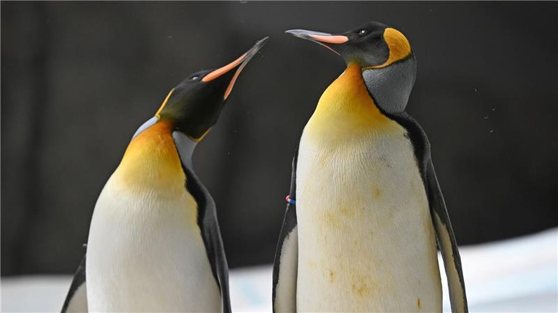 Einen besonders großen Kühlschrank gibt es für die Kaiserpinguine, die sonst in der Antarktis leben.