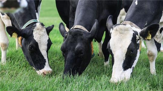 Einer Studie zufolge hat die Grasfütterung von Kühen positive Auswirkungen auf das Klima.