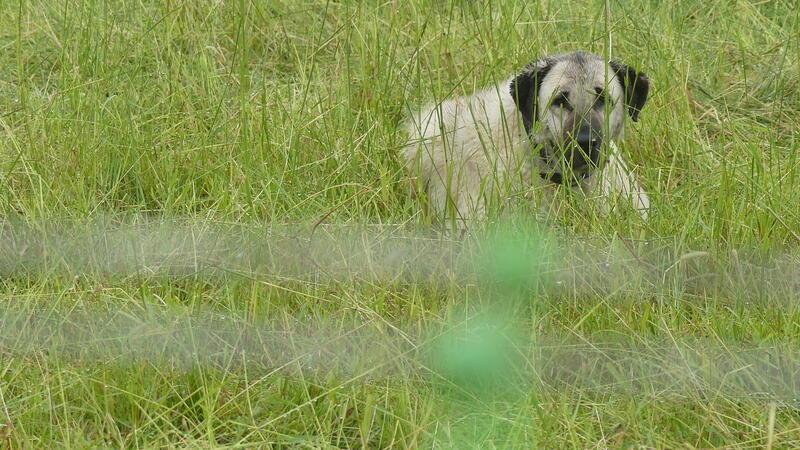Freiburger Kangals beißen Hündin fast zu Tode und verletzen Besitzerin Einer der Herdenschutzhunde des Freiburger Schäfers, hier auf einer umzäunten Schafsweidefläche, die direkt an den Elberadweg angrenzt. Die Kangals sollen die Schafe vor Wolfsangriffen schützen.