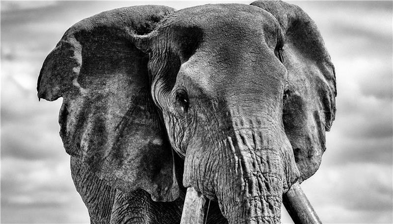Olli Elf aus Apensen: 300.000 Follower bewundern seine Tierfotografien Einer der letzten lebenden Super Tusker. Den Elefanten begleitete der Apenser Fotograf in der Nähe des Kilimandscharo in Kenia.