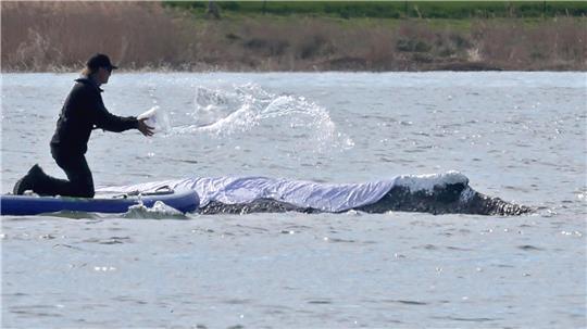 Einer von vielen Menschen direkt am Wal: Minister Backhaus fasst das geschwächte Tier an.