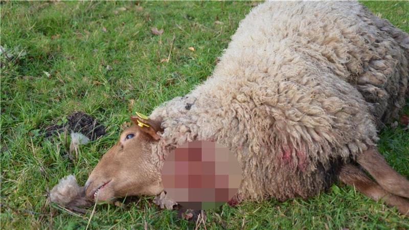 Risse in Hesedorf: Zwei Schafe von Wolf getötet Eines der beiden Tiere starb offenbar durch einen Kehlbiss.