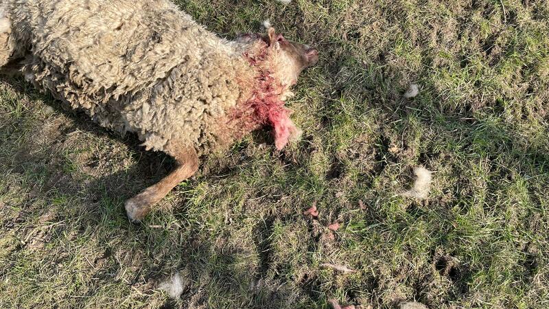 Länder legen weitere Kriterien zum Abschuss von „Problemwölfen“ vor Eines der gerissenen Schafe auf der Elbinsel Hahnöfersand.
