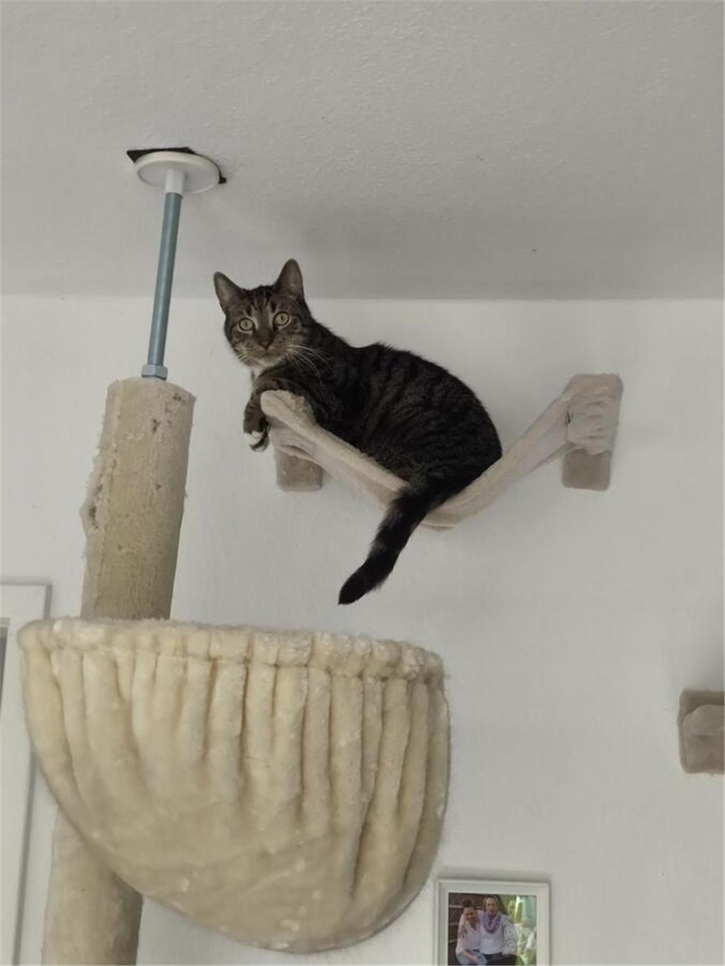 Einfach mal abhängen: Pamelas Kater Mick.