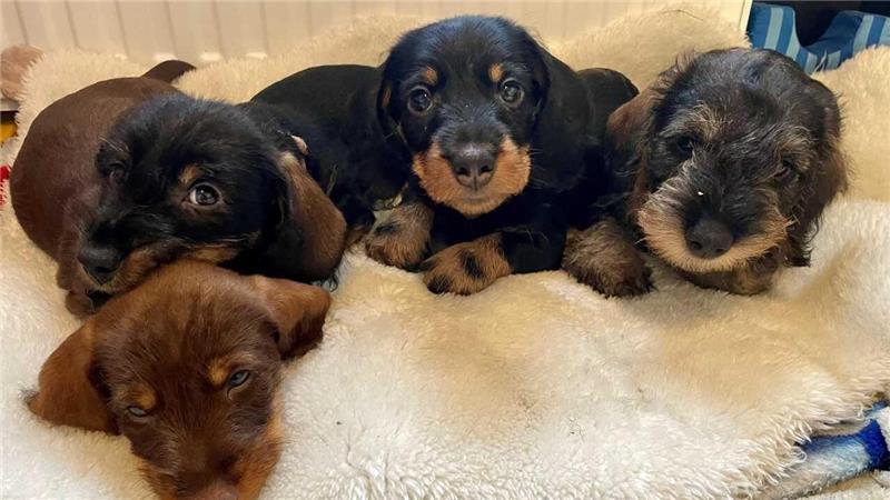 Einfach zum Knuddeln: Flummy, Flinte, Frido und Frodo.