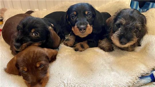 Einfach zum Knuddeln: Flummy, Flinte, Frido und Frodo.