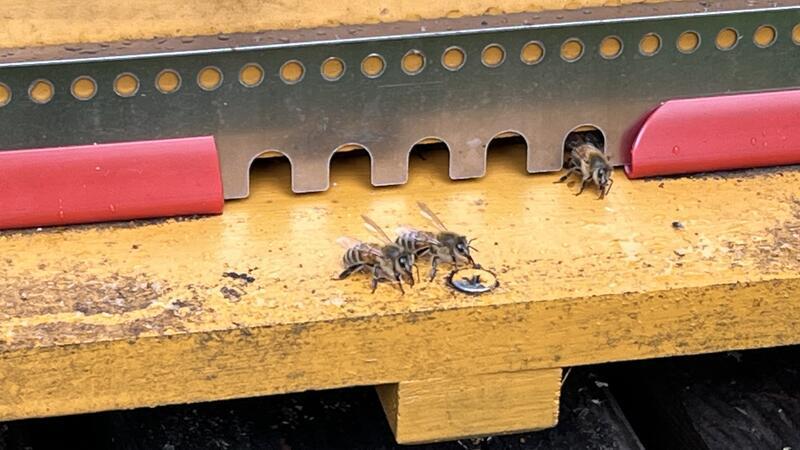 Einige Bienen kommen aus dem Eingang des Bienenkastens gekrochen.