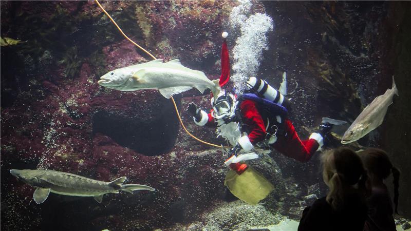 Einige Fische sind zutraulich, andere reagieren eher zurückhaltend auf den Taucher.