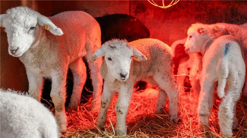 Einige Lammer bekommen nur die Flasche.