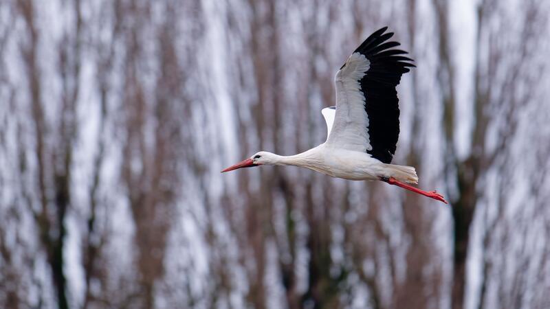 Einige Störche sind auch in MV wieder zurück