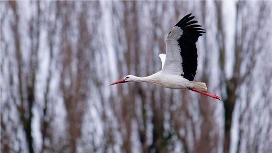 Einige Störche sind auch in MV wieder zurück