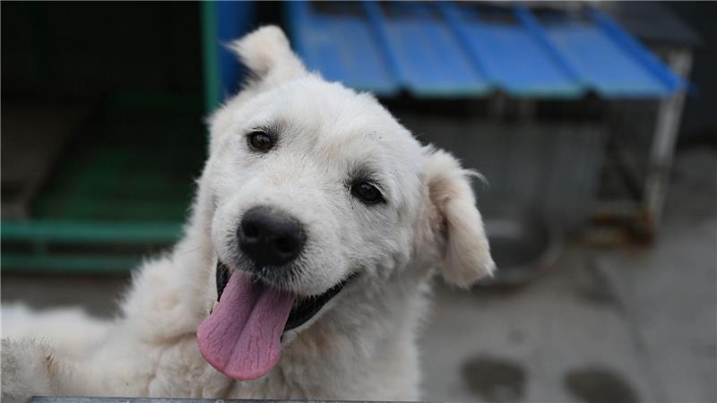 Einige Tiere auf Zhao Xinqis Hof finden auch neue Besitzer im Ausland. 