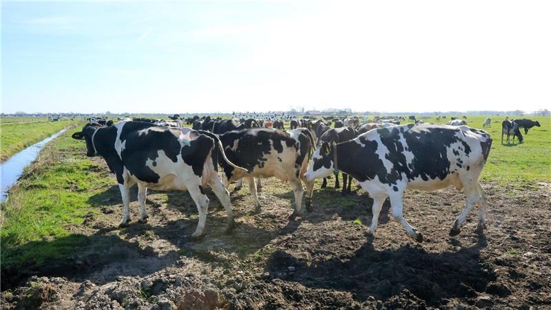 Weidesaison startet: Kühe kehren auf die Wiesen zurück Einige Tiere traben über die Wiese und erkunden das Gras.