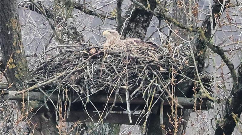 Tote Seeadler gefunden - Experten befürchten Vergiftungen Einige Tiere werden toxikologisch untersucht (Archivbild).