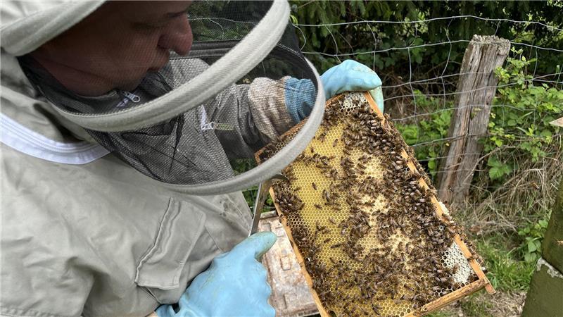 Einige der Schmolinski-Bienen stehen in Ahlerstedt.