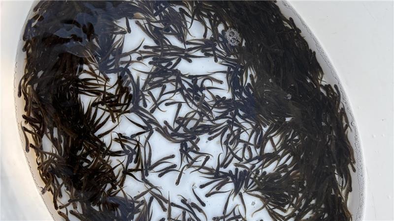 Gefährdete Fische: Stader Angler setzen über 140.000 Forellen aus Einmal im Jahr setzt der Anglerverein Stade Meerforellen aus, um die Vielfalt an Schwinge und Bächen zu erhalten.