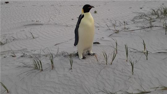 Einsam und etwas überrascht fand sich der Kaiserpinguin plötzlich in Australien wieder.