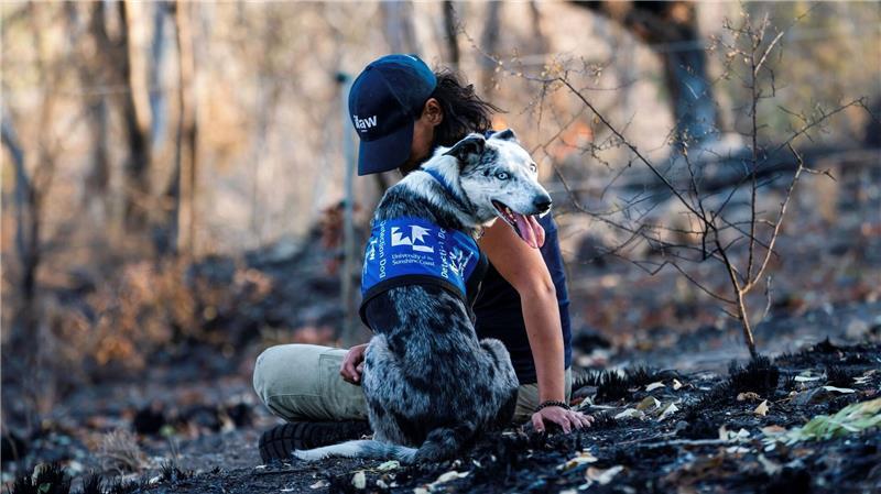 Einst galt er als Problemhund - dann fand der energiegeladene Bear seine Lebensaufgabe in den australischen Wäldern. (Archivbild)