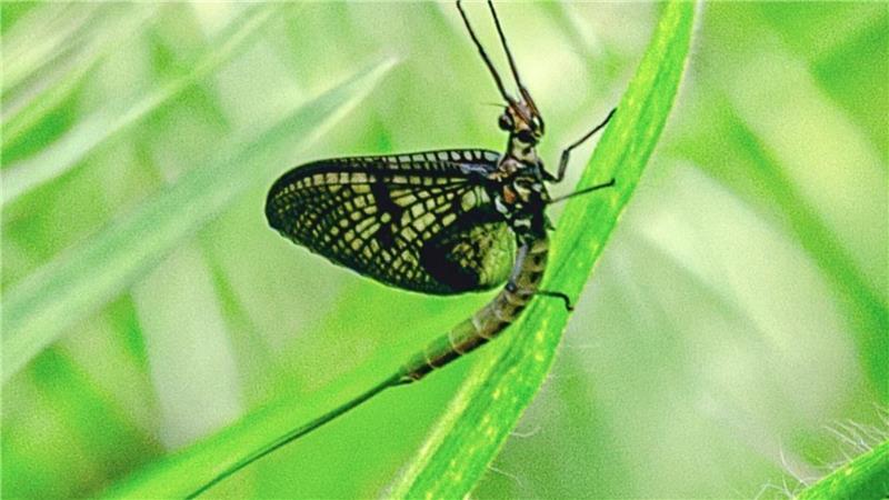 Eintagsfliege zwischen erster Häutung und der Geschlechtsreife.