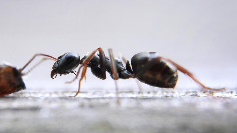 Hilfe, Ameisen im Haus: Was tun? Einzelne Ameisen müssen Mieter ertragen. Nistet sich aber eine ganze Kolonie häuslich in der Wohnung ein, sollten sie den Vermieter informieren.