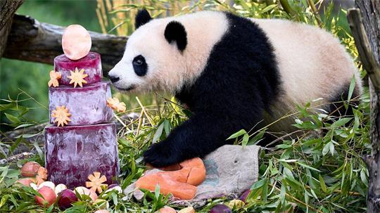 Eis für die Pandas: Einer der Panda-Zwillinge schnüffelt an ihrem zweiten Geburtstag an einer Eistorte.