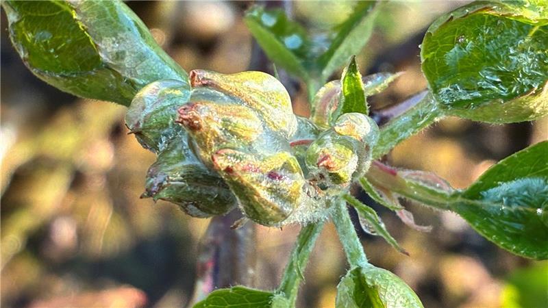 Eis umhüllt die Blüte eines Apfelbaumes.