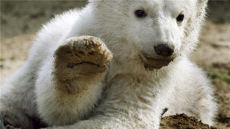 Eisbär-Baby Knut grüßt 2007 mit erhobener Tatze.