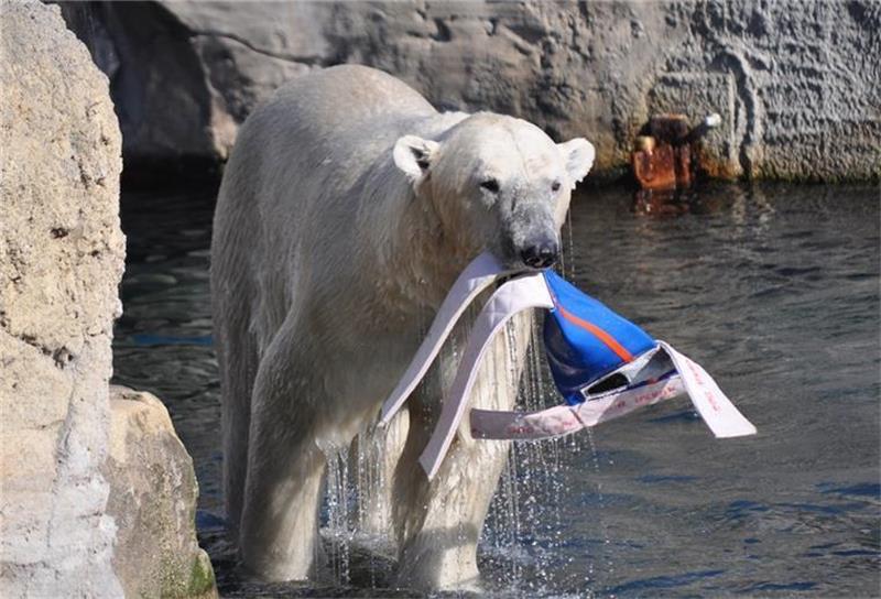 Eisbär Lloyd lebte seit 2002 im Zoo am Meer in Bremerhaven. Foto: Zoo am Meer