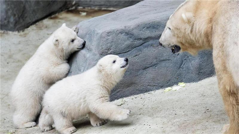 Eisbär Lloyd mit seinen beiden Neugeborenen – eine unerwartete Überraschung im Sosto Zoo, die für Aufsehen sorgt.