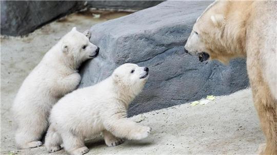 Eisbär Lloyd mit seinen beiden Neugeborenen – eine unerwartete Überraschung im Sosto Zoo, die für Aufsehen sorgt.