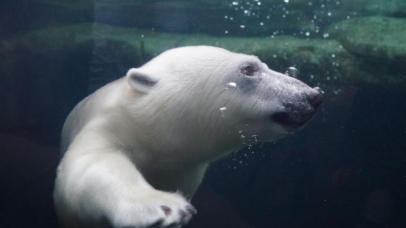 Eisbärenmädchen Anouk taucht im Wasser im Eisbärengehege im Eismeer im Tierpark Hagenbeck.