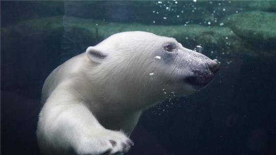 Eisbärenmädchen Anouk taucht im Wasser im Eisbärengehege im Eismeer im Tierpark Hagenbeck.