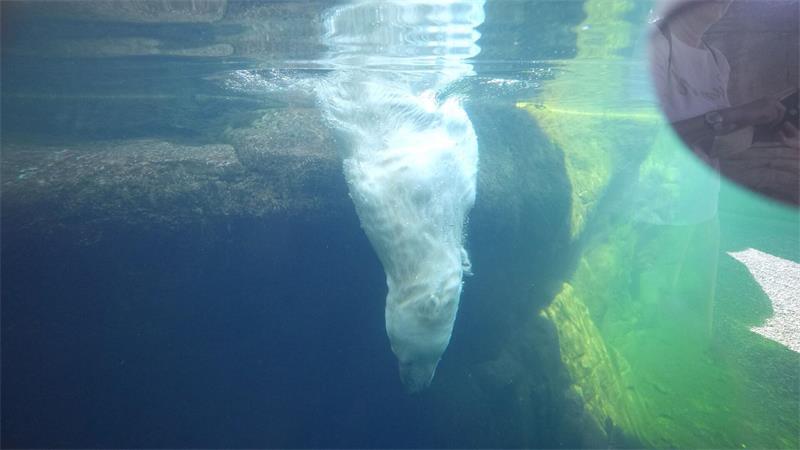 Eisbärin Victoria taucht ins Eismeer im Tierpark Hagenbeck.
