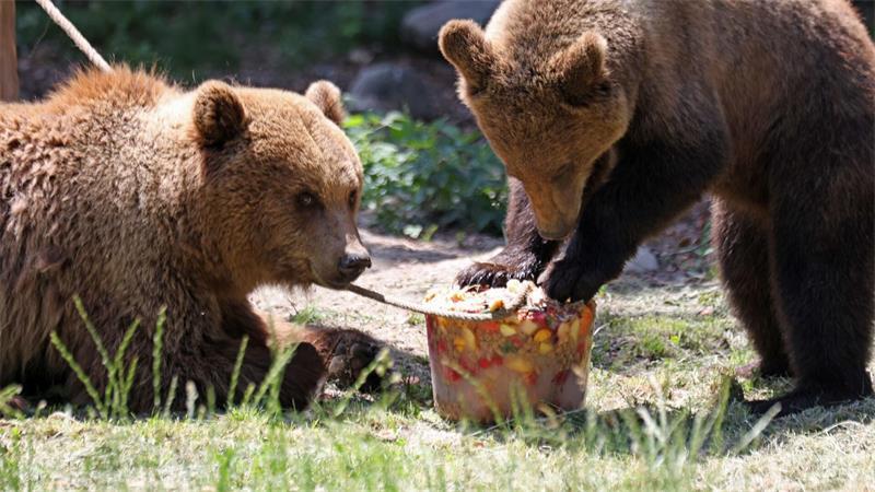 Eisbombe für die Bären im Tierpark Hexentanzplatz.