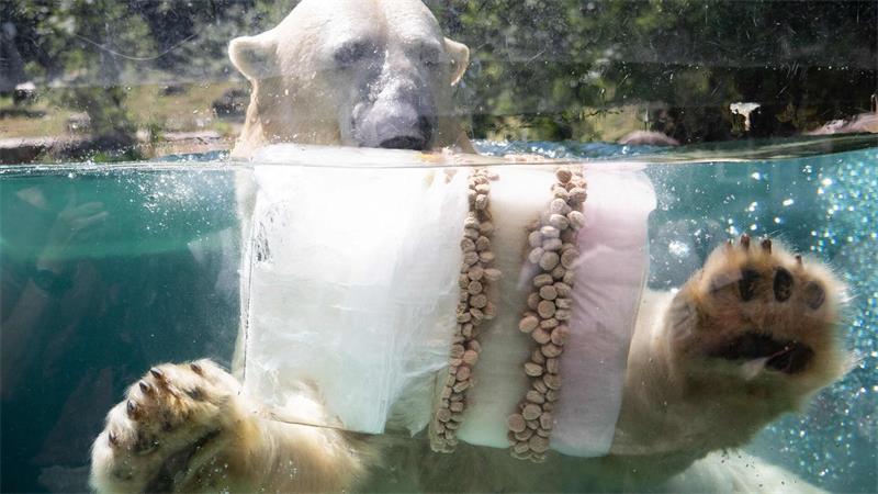 Eisbombe zur Abkühlung: Eisbär in französischem Zoo