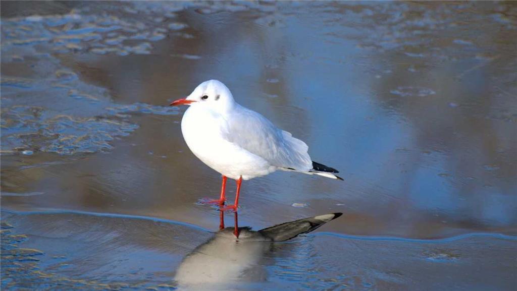 "Eisige" Aufnahmen vom Sonntagsspaziergang an der Schwinge/Burggraben in der Sta...