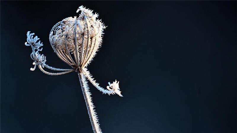 Eiskristalle haften an den Pflanzen in Köln. 