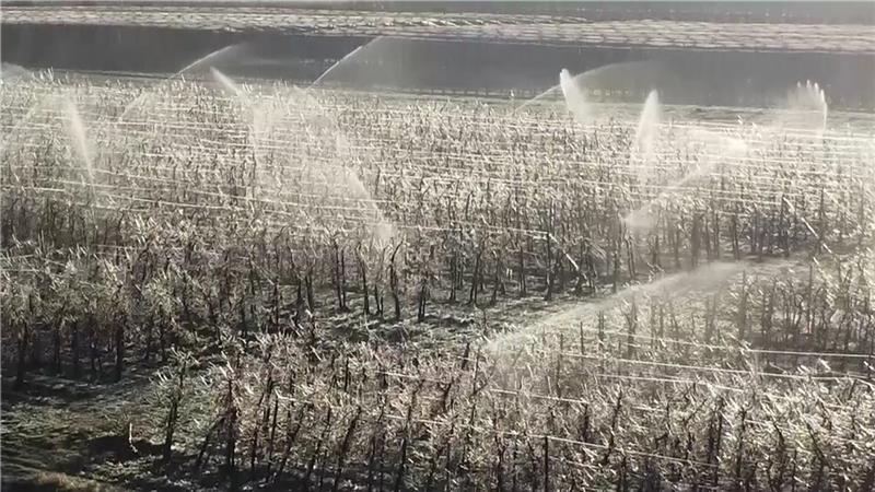 Wie ein Eispanzer Apfelblüten im Alten Land vor Frost schützt Eislandschaft im Alten Land: Der Blick der Drohne über die beregneten Apfelplantagen in Ladekop am frühen Morgen. Foto: Hellwig
