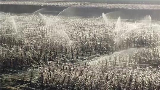 Eislandschaft im Alten Land: Der Blick der Drohne über die beregneten Apfelplantagen in Ladekop am frühen Morgen. Foto: Hellwig
