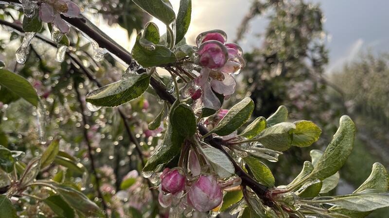 Eispanzer: Die Erstarrungswärme schützt die Blüte der Apfelbäume vor dem Frost.