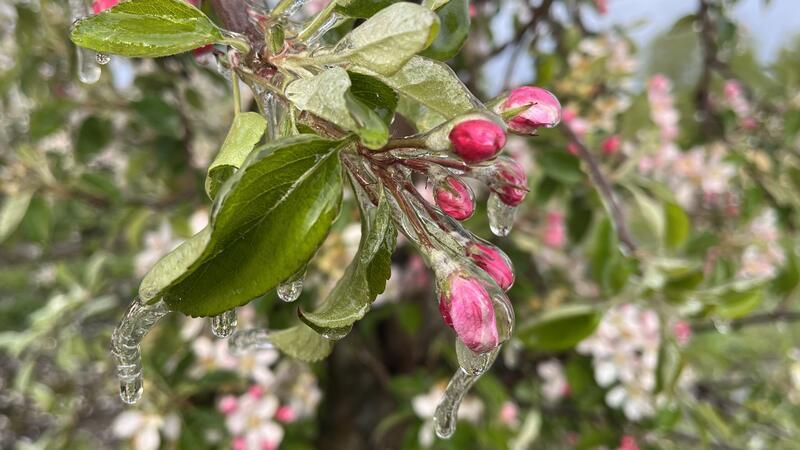 Eispanzer bei Vollblüte im Alten Land - ein seltener Anblick.