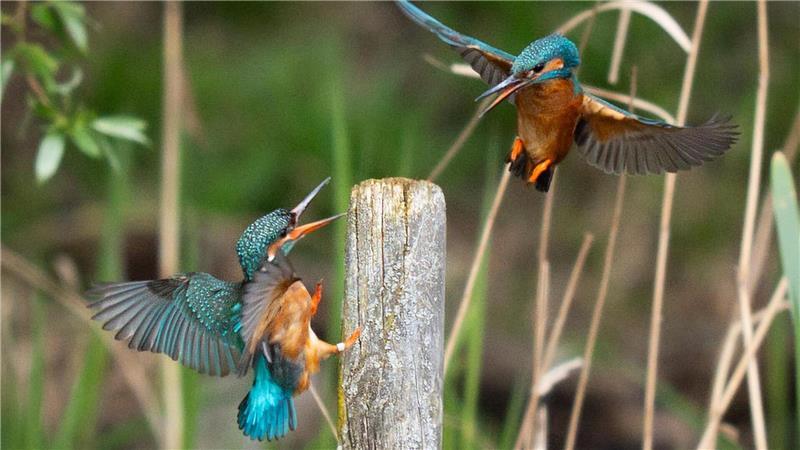 Eisvögel im Flug in der Nähe von Broxbourne in Großbritannien.