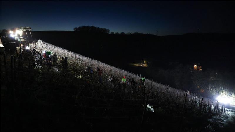 Eisweinlese startet: Helfer ernten gefrorene Silvaner-Trauben in Retzstadt