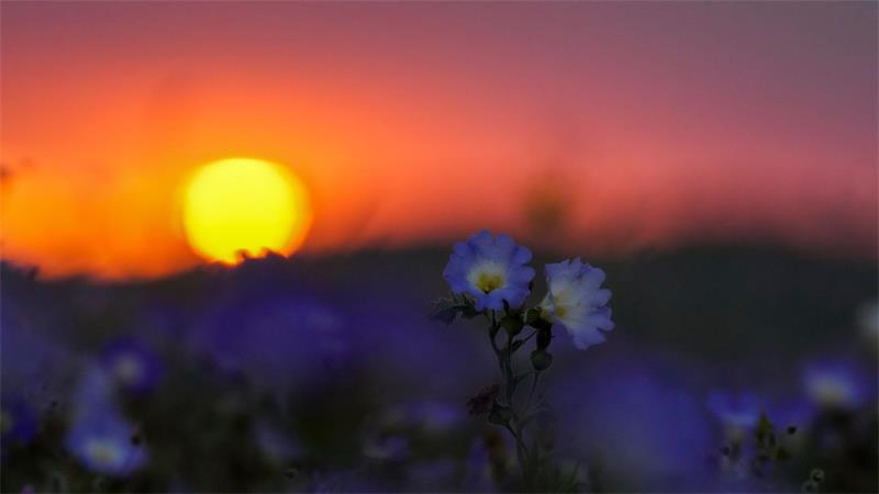 Blütenpracht in Chiles Atacama-Wüste „El Niño“ führt zu höheren Niederschlagsmengen und lässt an überraschender Stelle Blumen sprießen.