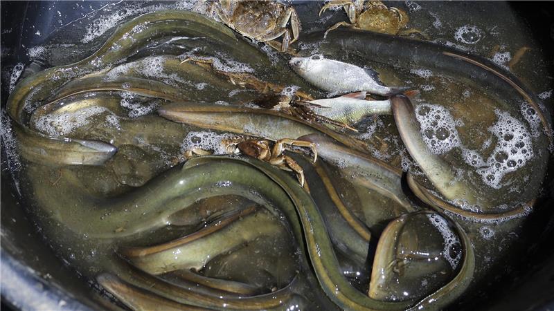 Elbfischer Eckhard Panz zeigt in einem Bottich an Bord seines Bootes einen Teil seines Tagesfangs. Neben Aalen finden sich Wollhandkrabben und Weißfische in dem Bottich.