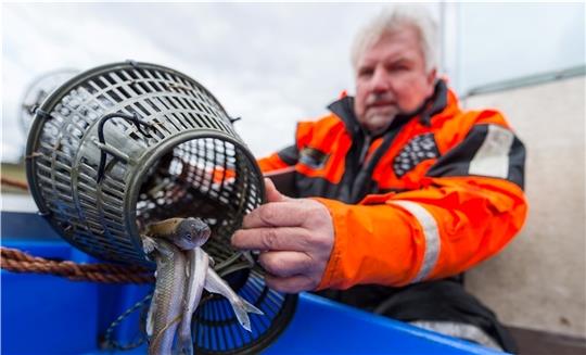 Elbfischer Wilhelm Grube schüttet in seinem Boot auf der Elbe Stint aus einer Reuse. Archiv-Foto: Schulze/dpa