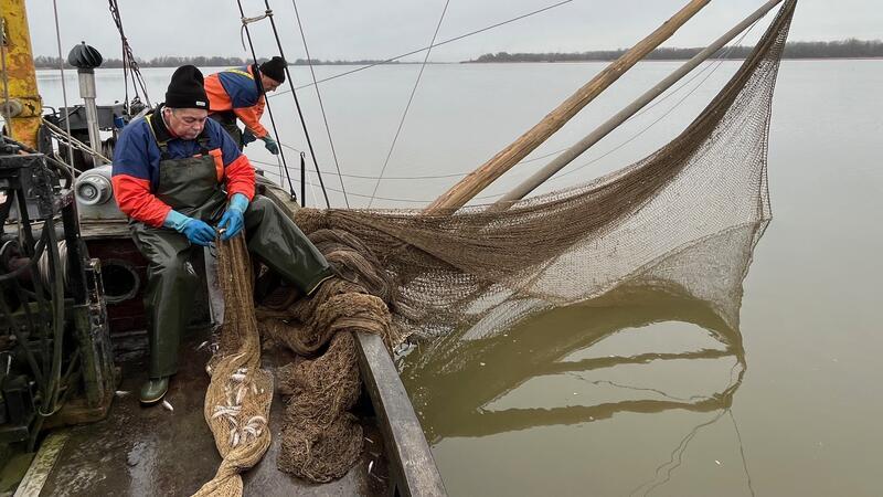 Elbfischer fangen immer weniger Stint in der Elbe.