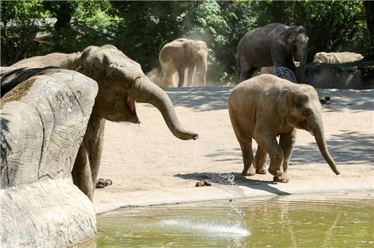Elefanten stehen im Tierpark Hagenbeck an einer Wasserstelle. Die Hamburger Feuerwehr hat am Samstag der 57-jährigen Elefantendame Shandra im Tierpark Hagenbeck beim Aufstehen helfen müssen. Die Tierärztin vermutet, dass die Elefantenkuh bei den sommerlichen Temperaturen zu wenig getrunken und Kreislaufprobleme hatte. Foto: Bodo Marks/dpa