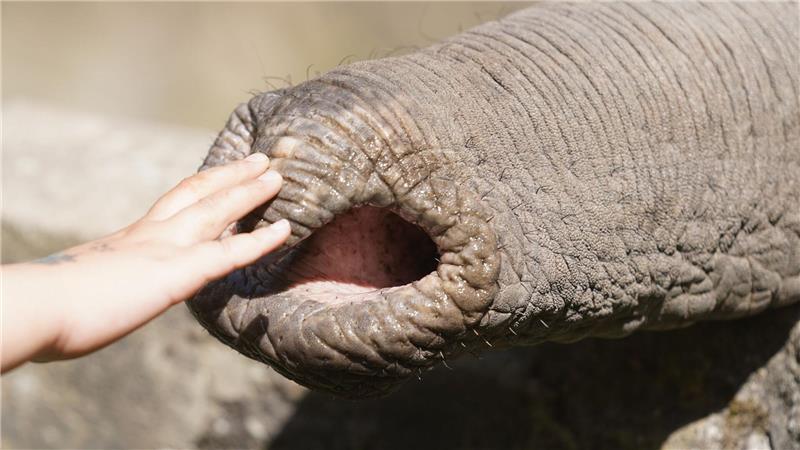Elefanten zupfen trotz grober Statur präzise Blätter, sie schöpfen Wasser und können winzige Futterstücke ebenso aufheben wie Baumstämme. 