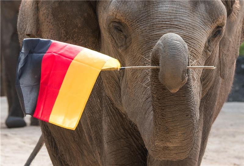 Elefantendame Yashoda winkt im Tierpark Hagenbeck mit einer Deutschland-Fahne. Foto: Bockwoldt/dpa